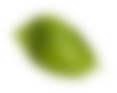 leaf1